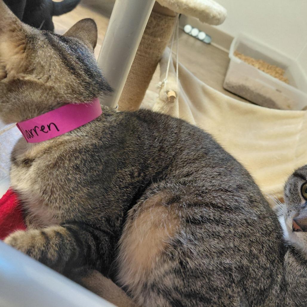 Enlarge Warrena, a Adoptable Domestic Short Hair in Pekin, IL image 3/6