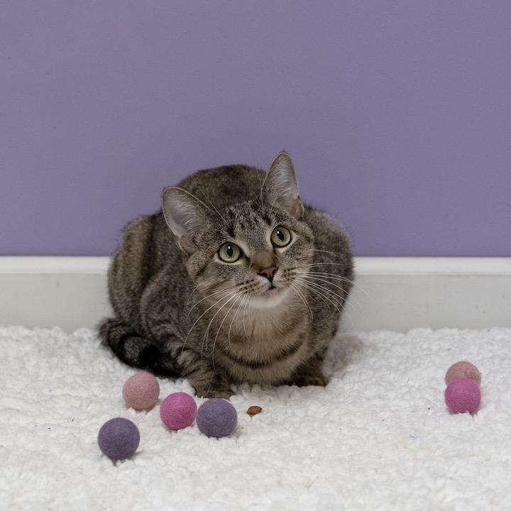 Enlarge Warrena, a Adoptable Domestic Short Hair in Pekin, IL image 4/6