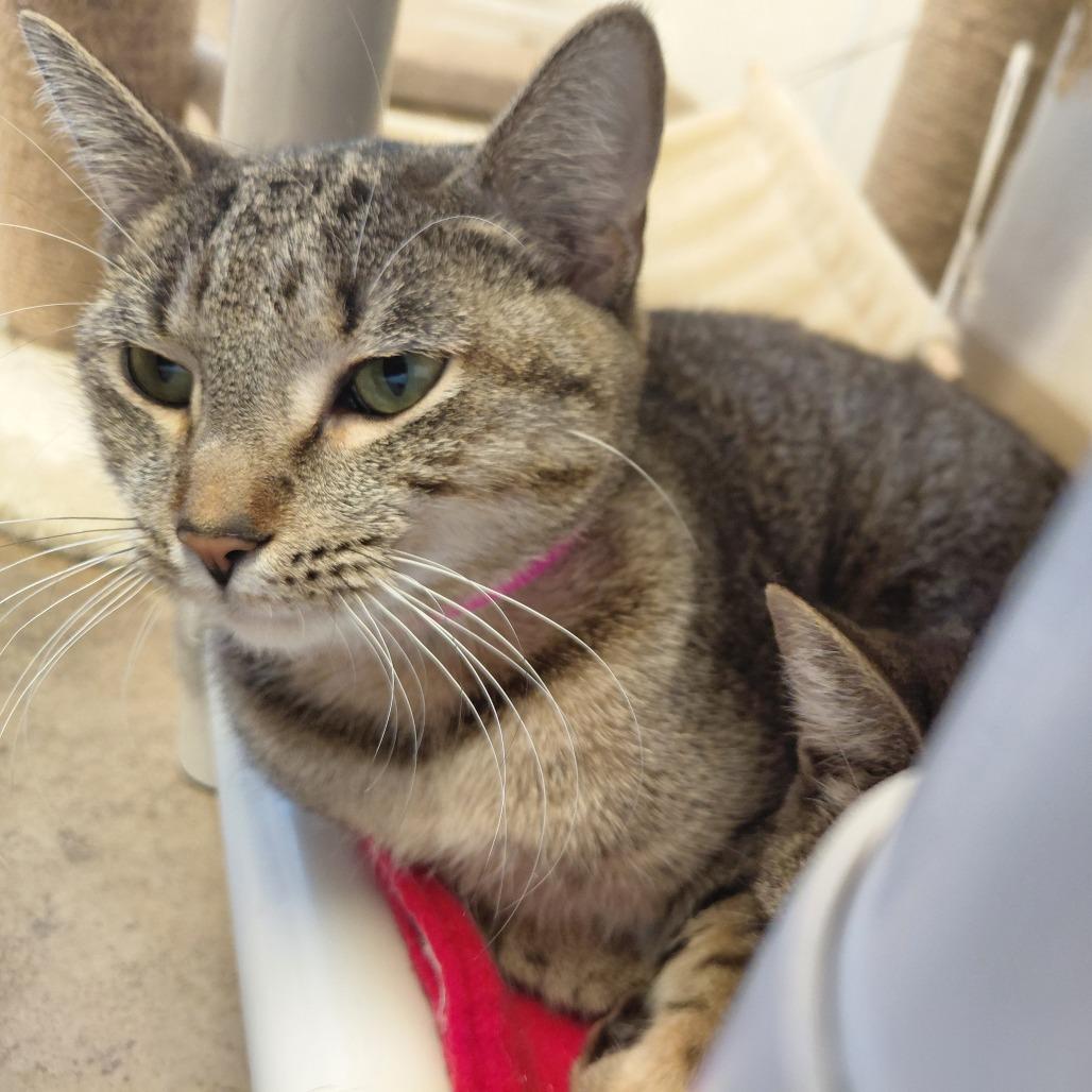 Enlarge Warrena, a Adoptable Domestic Short Hair in Pekin, IL image 5/6