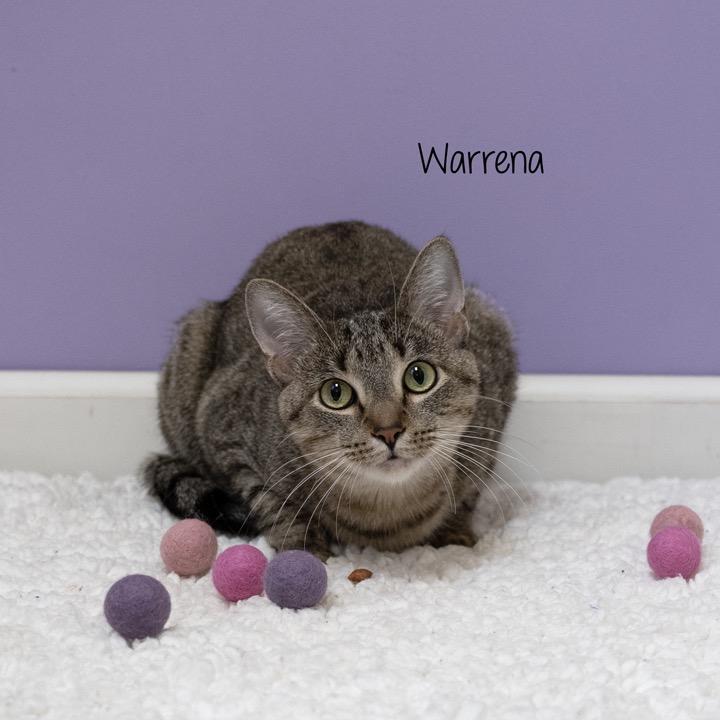 Enlarge Warrena, a Adoptable Domestic Short Hair in Pekin, IL image 6/6