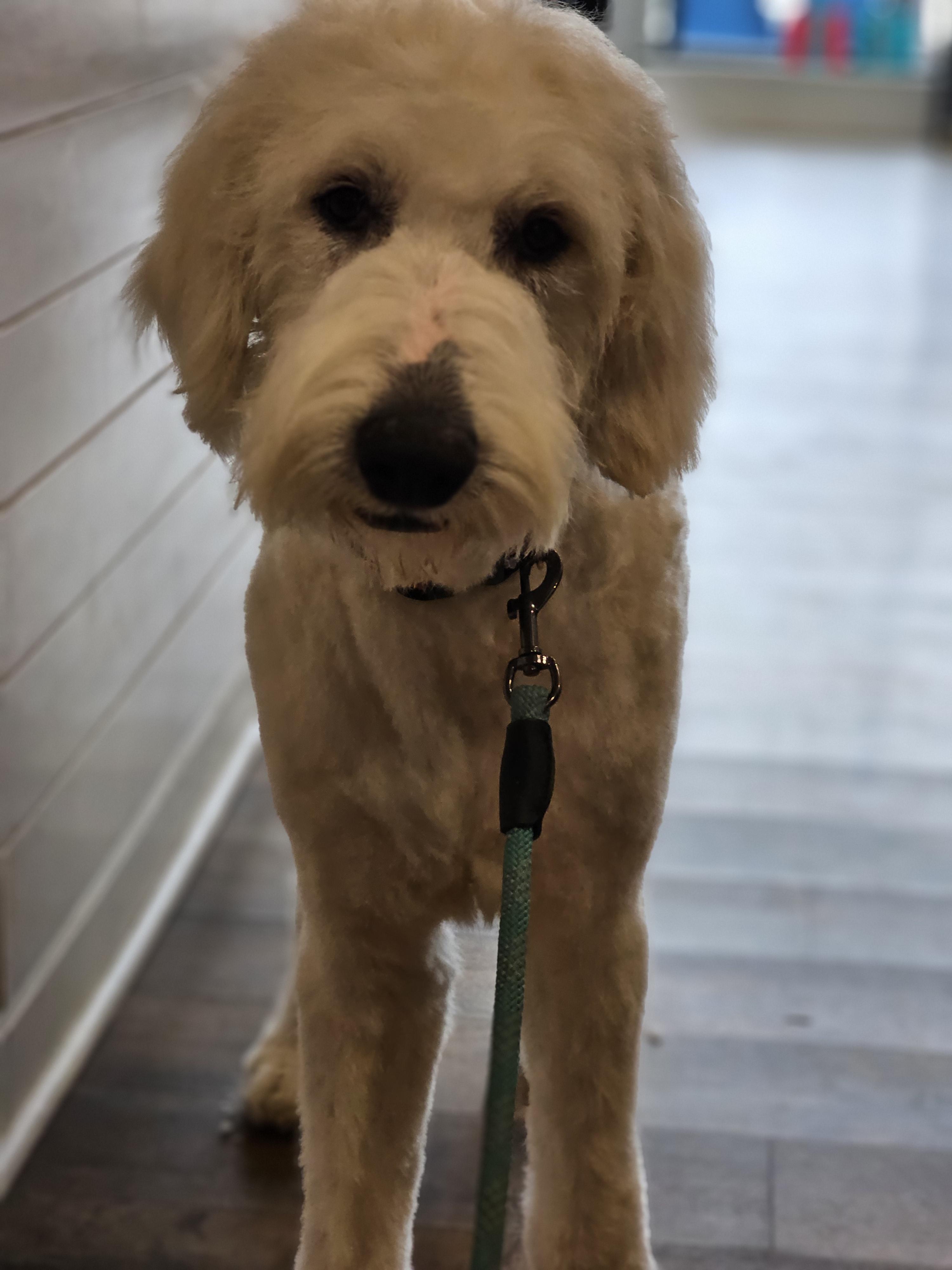 Queso, ADOPTABLE, Young Male Sheepadoodle & Great Pyrenees.