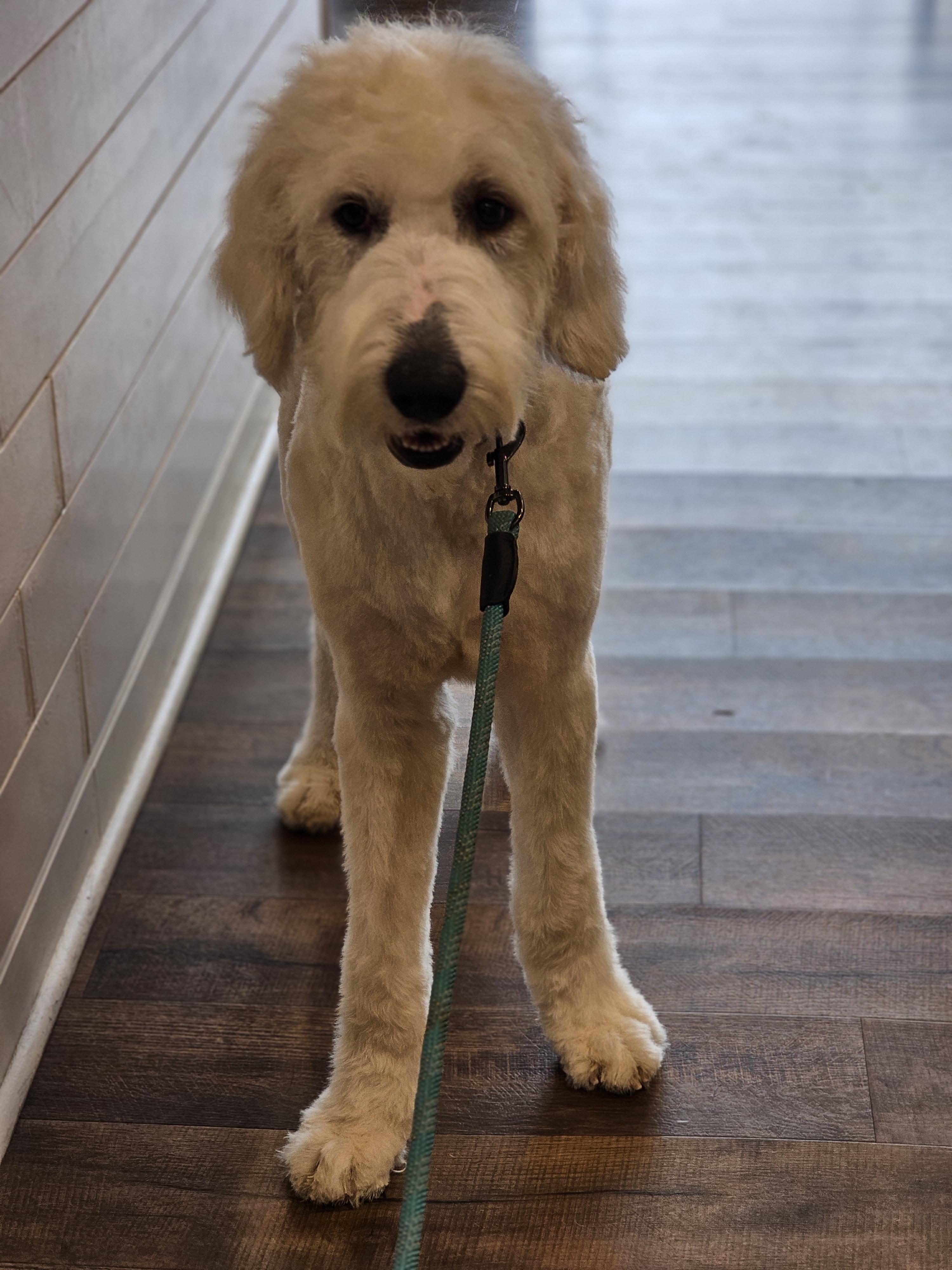 Enlarge Queso, a ADOPTABLE mixed breed in O Fallon, IL image 3/6