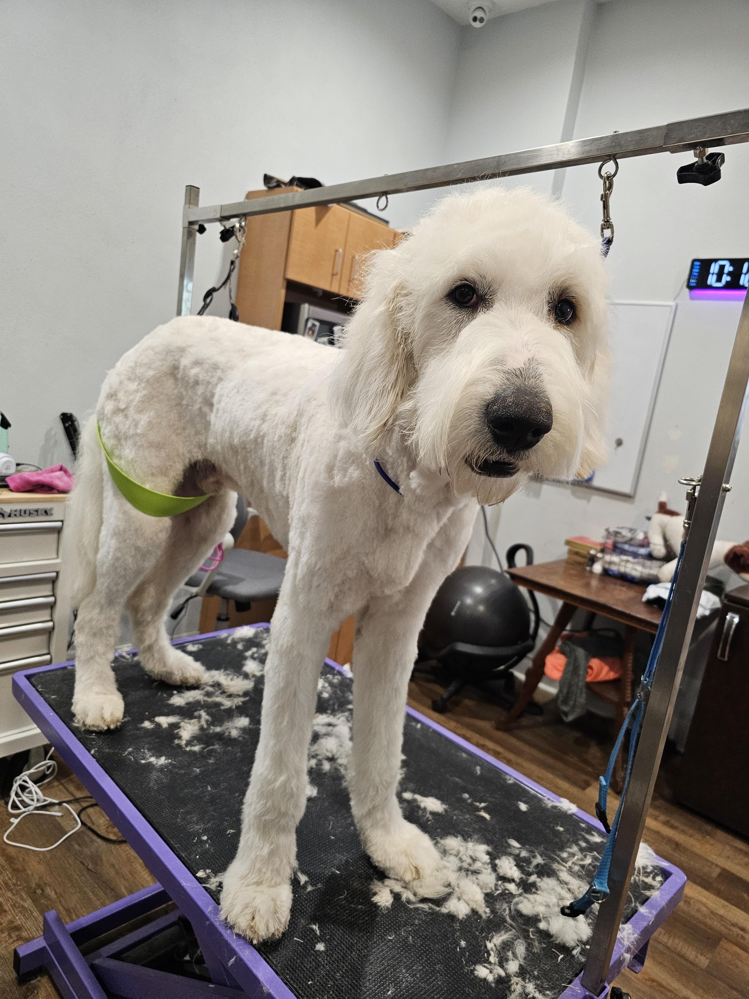 Enlarge Queso, a ADOPTABLE mixed breed in O Fallon, IL image 5/6