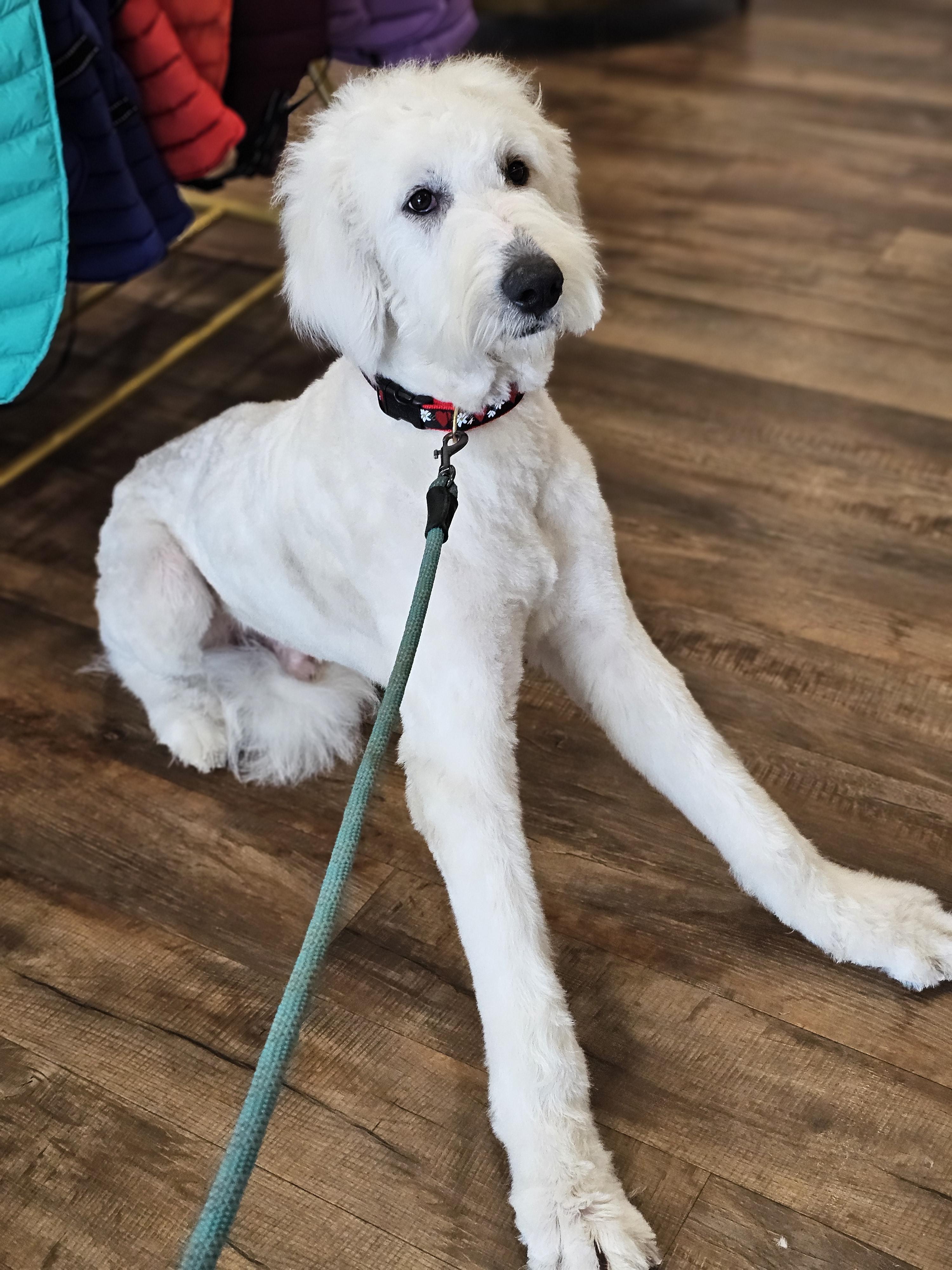 Enlarge Queso, a ADOPTABLE mixed breed in O Fallon, IL image 4/6