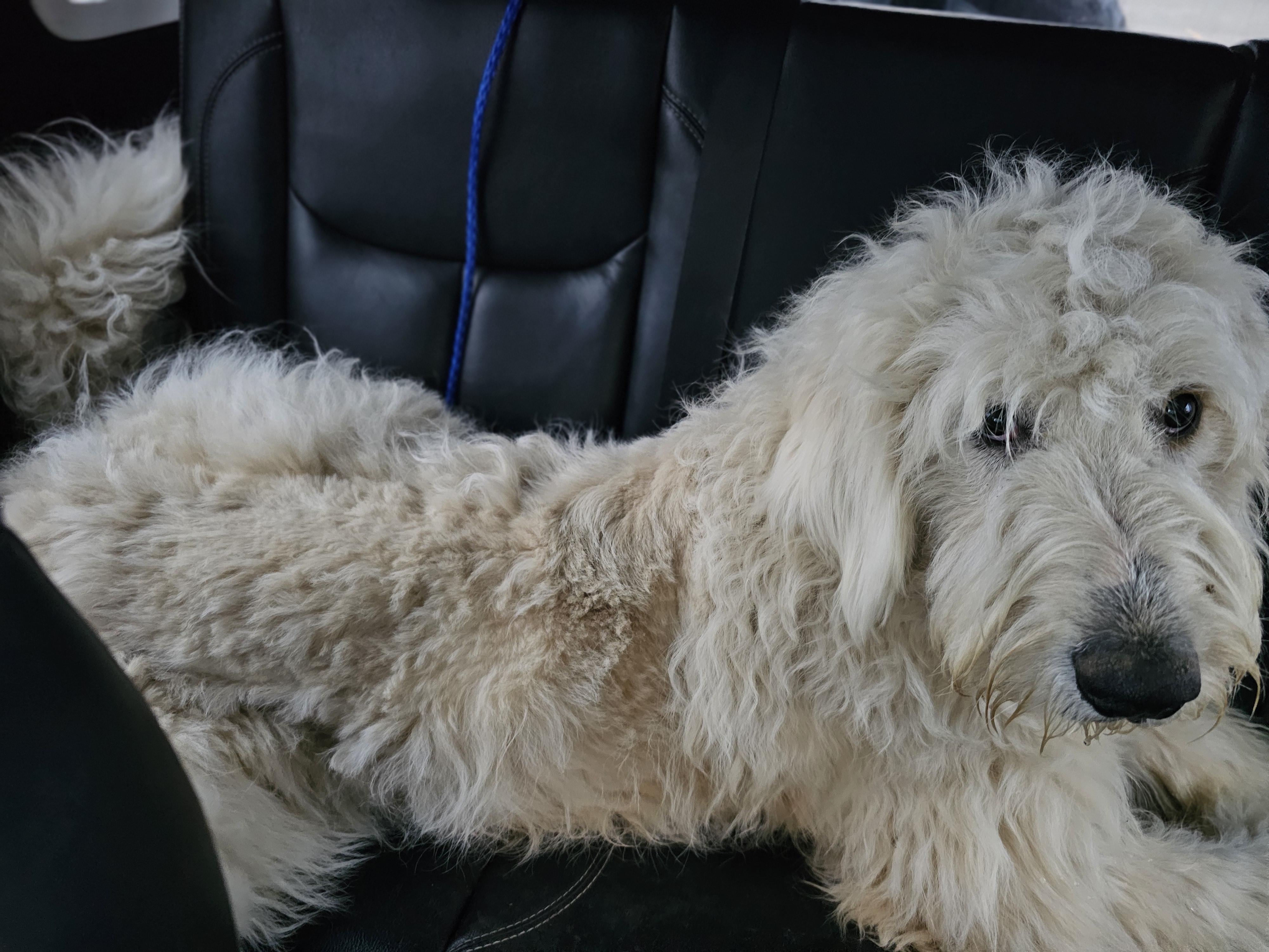 Enlarge Queso, a ADOPTABLE mixed breed in O Fallon, IL image 2/6