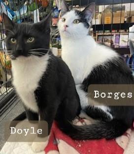 Borges (bonded w/ Doyle), a Adopted Domestic Short Hair in Paterson, NJ image 2/2