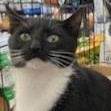 Borges (bonded w/ Doyle), Adopted, Young Female Domestic Short Hair.