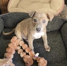 Enlarge Quasar, a Adoptable mixed breed in Oracle, AZ image 1/1