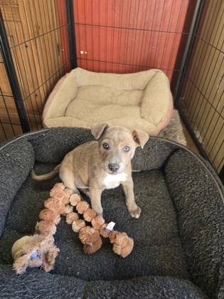 Quasar, Adoptable, Puppy Female Cattle Dog & Mixed Breed.