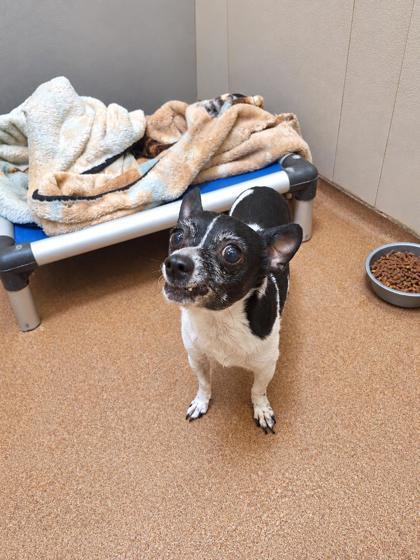 Muah, Adoptable, Senior Female Chihuahua.