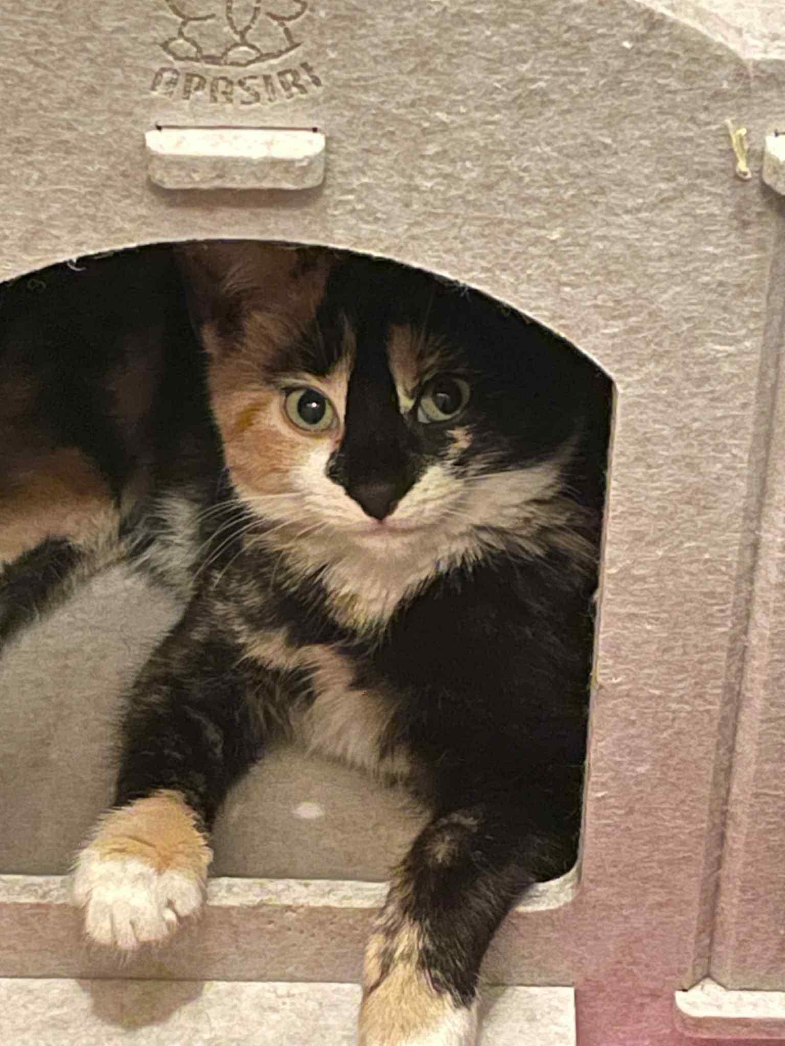 Enlarge Deisy, a ADOPTABLE Domestic Short Hair in Brooklyn, NY image 6/6