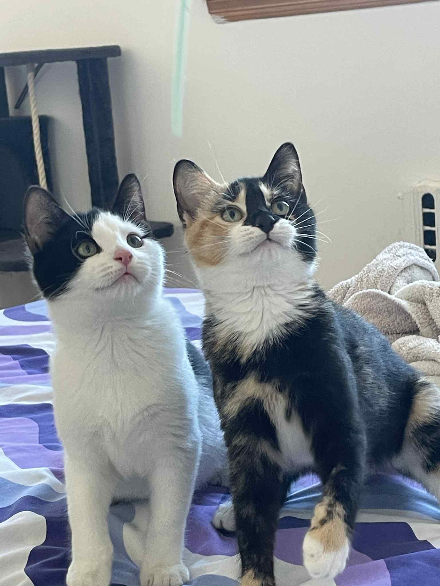 Enlarge Deisy, a ADOPTABLE Domestic Short Hair in Brooklyn, NY image 3/6