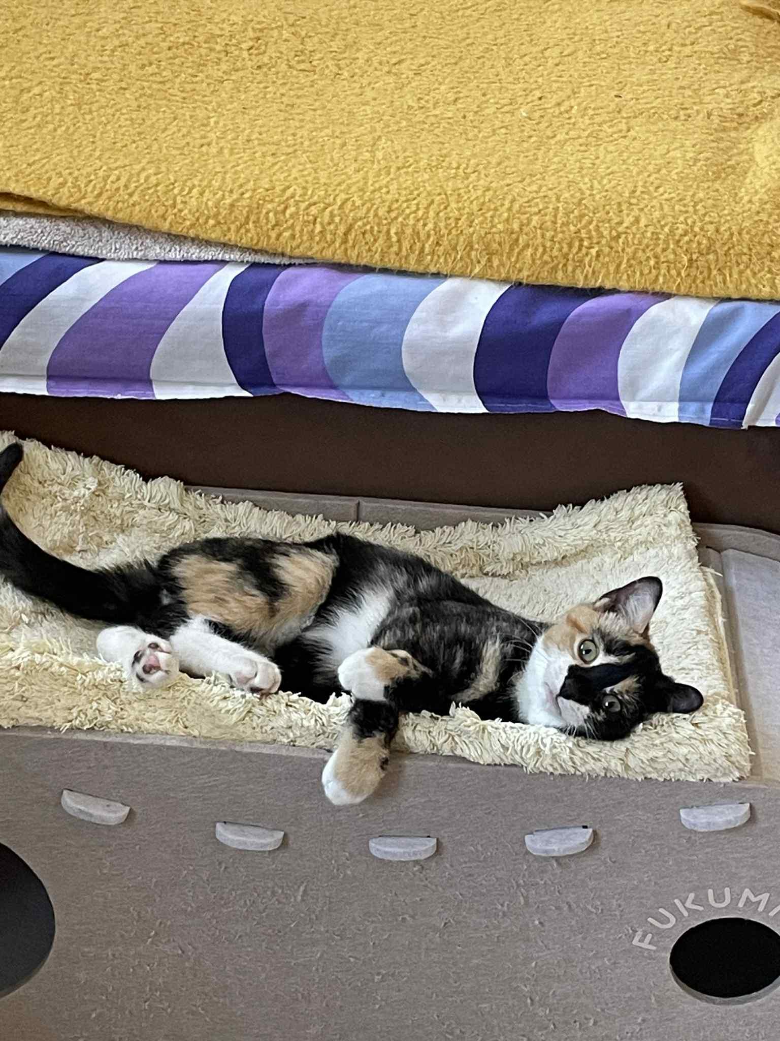 Enlarge Deisy, a ADOPTABLE Domestic Short Hair in Brooklyn, NY image 5/6