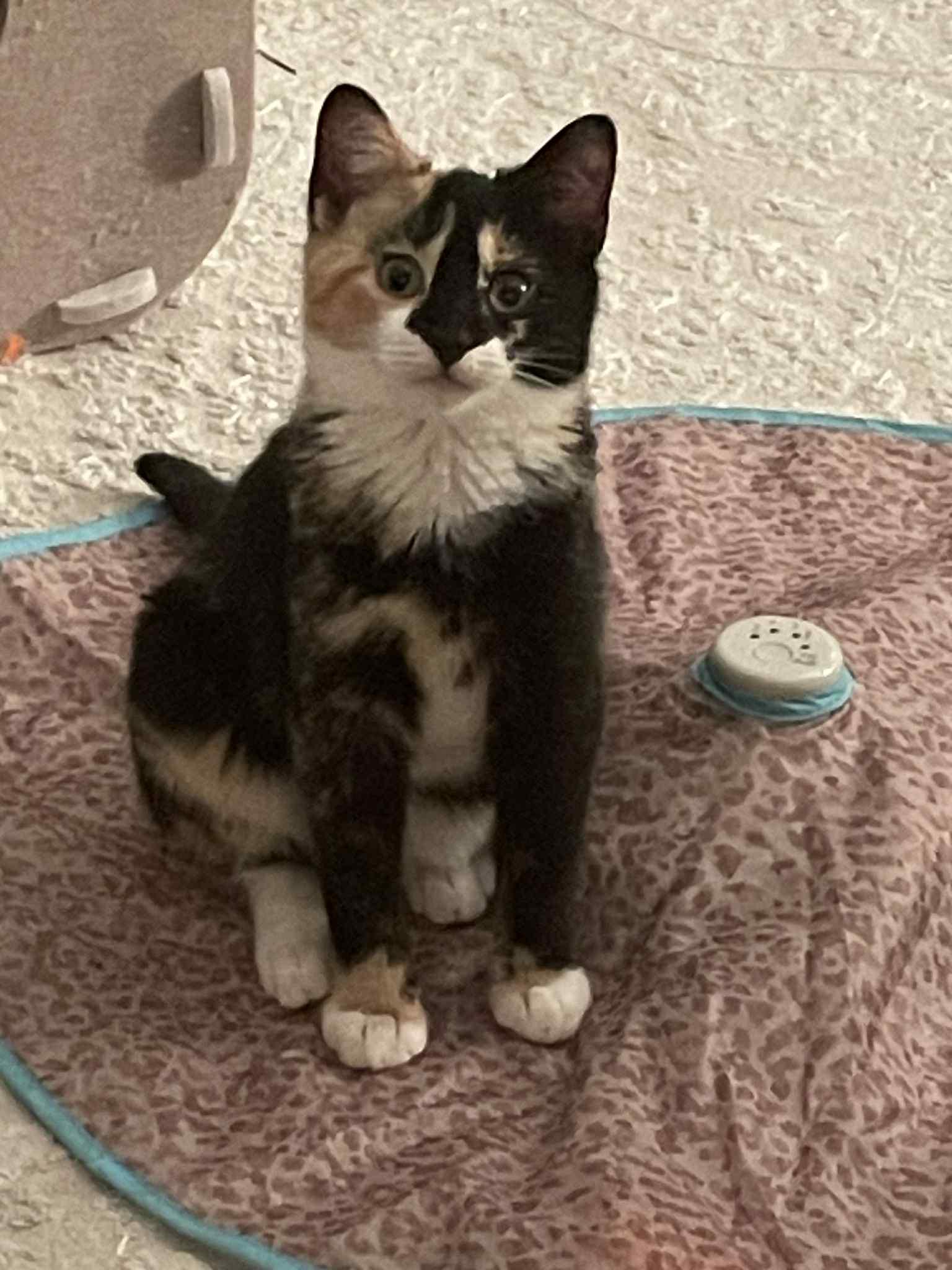 Enlarge Deisy, a ADOPTABLE Domestic Short Hair in Brooklyn, NY image 2/6