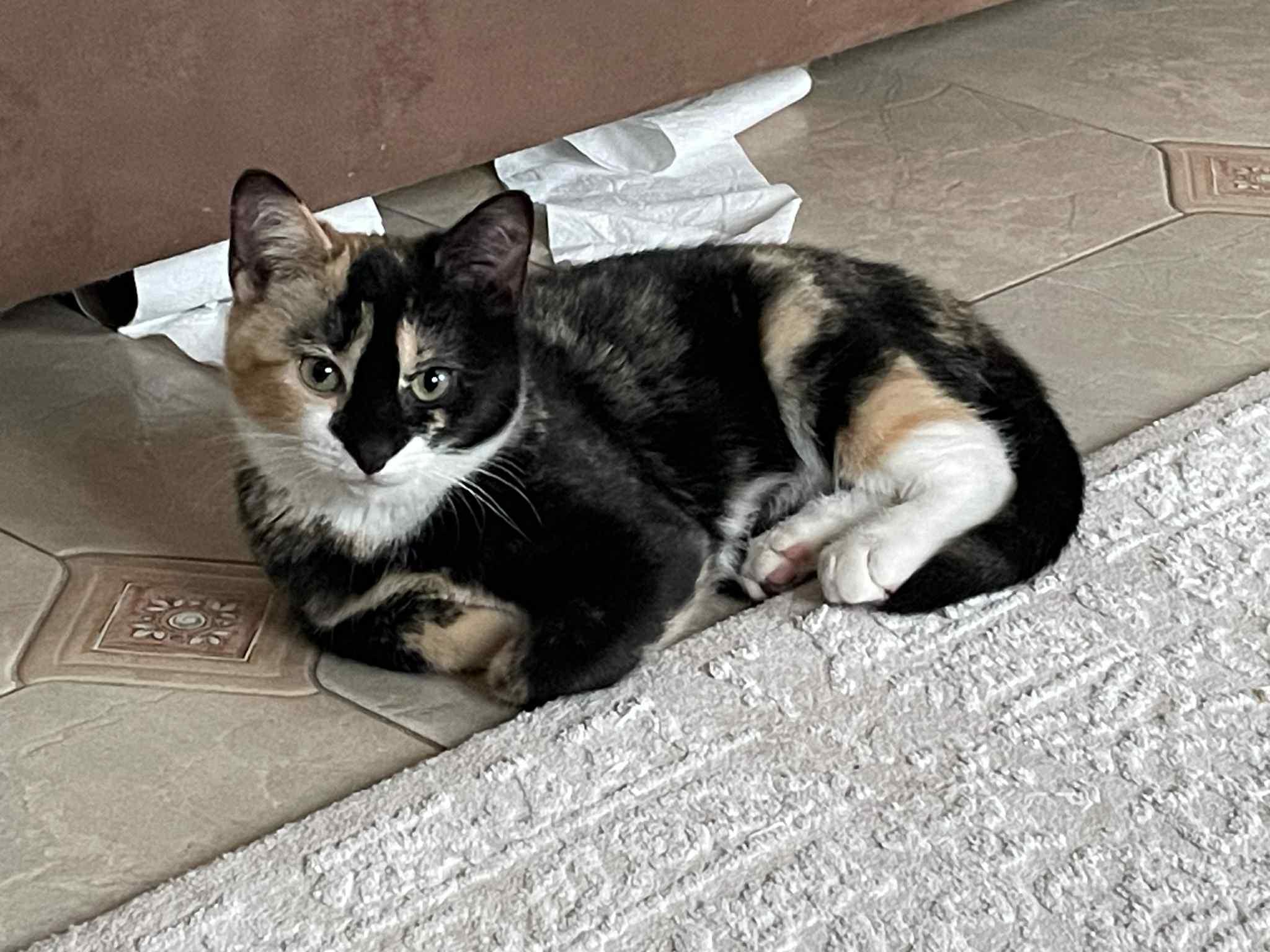 Deisy, ADOPTABLE, Kitten Female Domestic Short Hair.