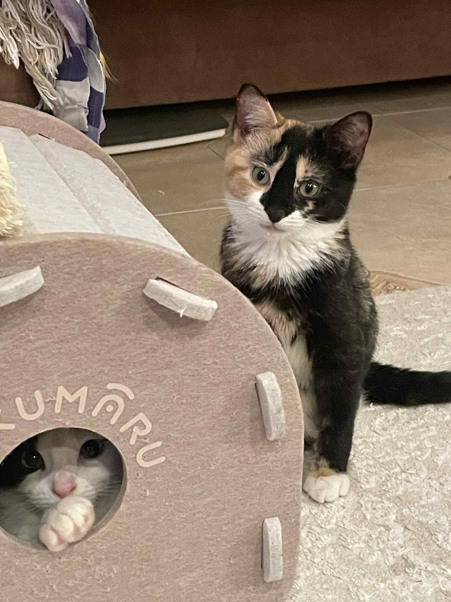 Enlarge Deisy, a ADOPTABLE Domestic Short Hair in Brooklyn, NY image 4/6