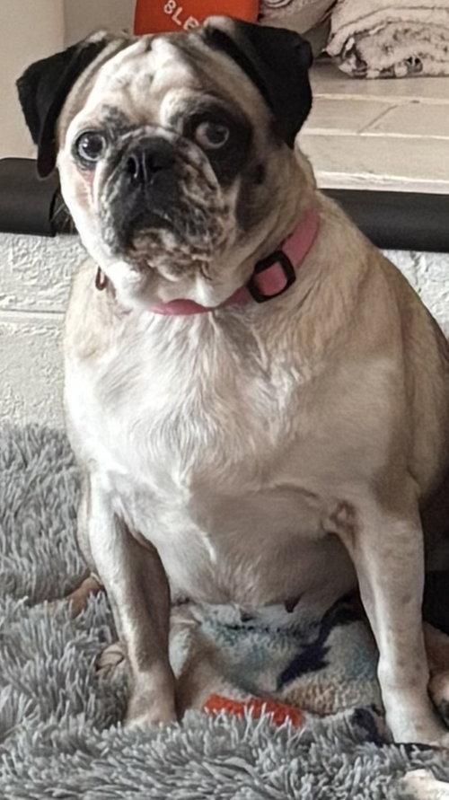 Willa Bear, ADOPTABLE, Adult Female Pug.
