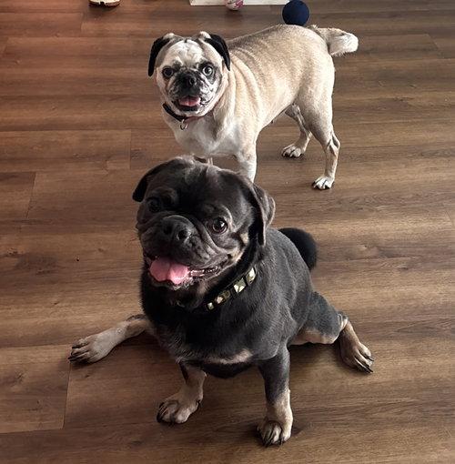 Enlarge Willa Bear, a ADOPTABLE Pug in Summerfield, NC image 2/2