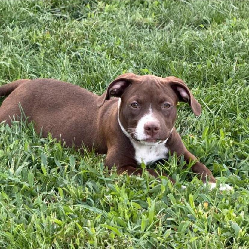 Enlarge Jaylen, a Adoptable mixed breed in Philadelphia, PA image 2/6