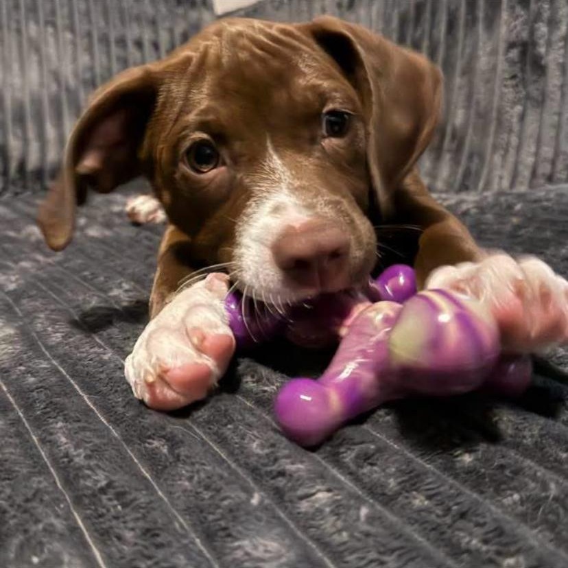Enlarge Jaylen, a Adoptable mixed breed in Philadelphia, PA image 4/6