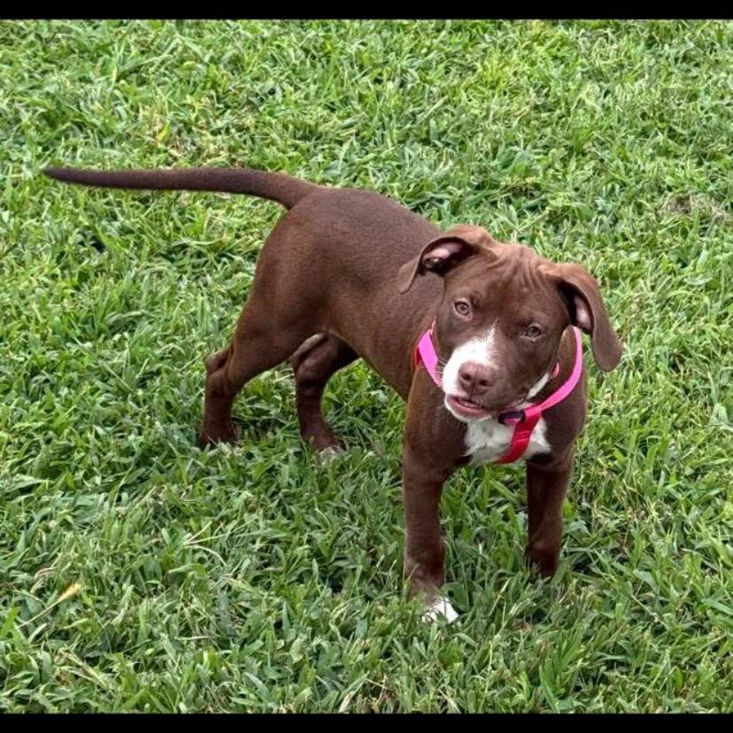 Enlarge Jaylen, a Adoptable mixed breed in Philadelphia, PA image 3/6