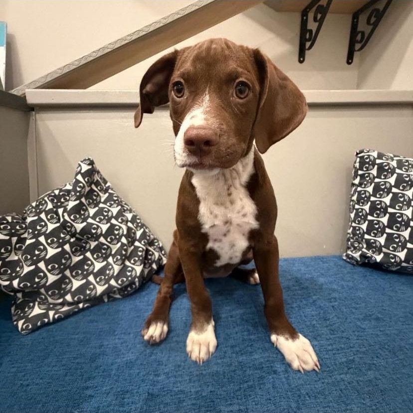 Jaylen, Adoptable, Puppy Female Labrador Retriever & Pit Bull Terrier.