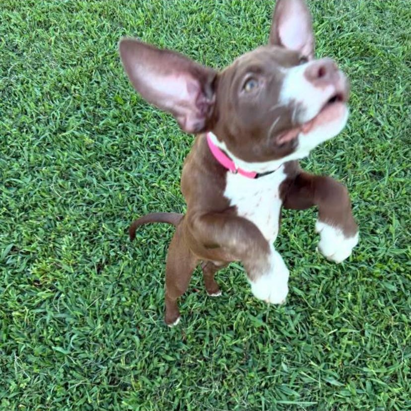 Enlarge Jaylen, a Adoptable mixed breed in Philadelphia, PA image 5/6