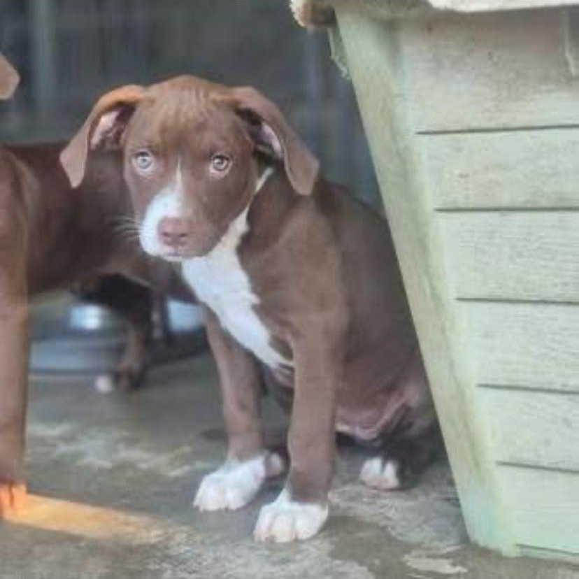 Enlarge Jaylen, a Adoptable mixed breed in Philadelphia, PA image 6/6