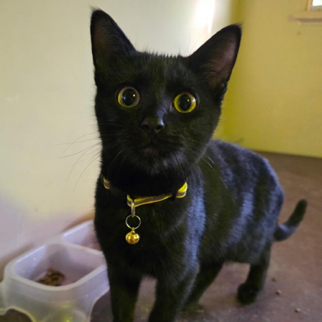 Enlarge Knight, a Adoptable Domestic Short Hair in Marshall, TX image 1/1