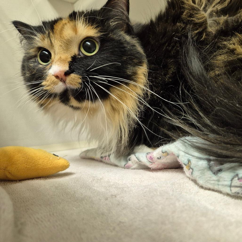 Derek, Adoptable, Adult Female Domestic Long Hair.