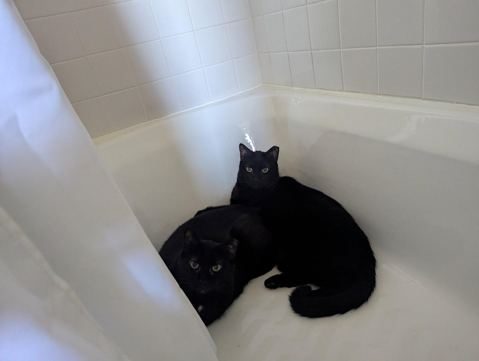 Enlarge Chazzy & Ollie, a Adoptable Domestic Short Hair in Somerville, MA image 2/3