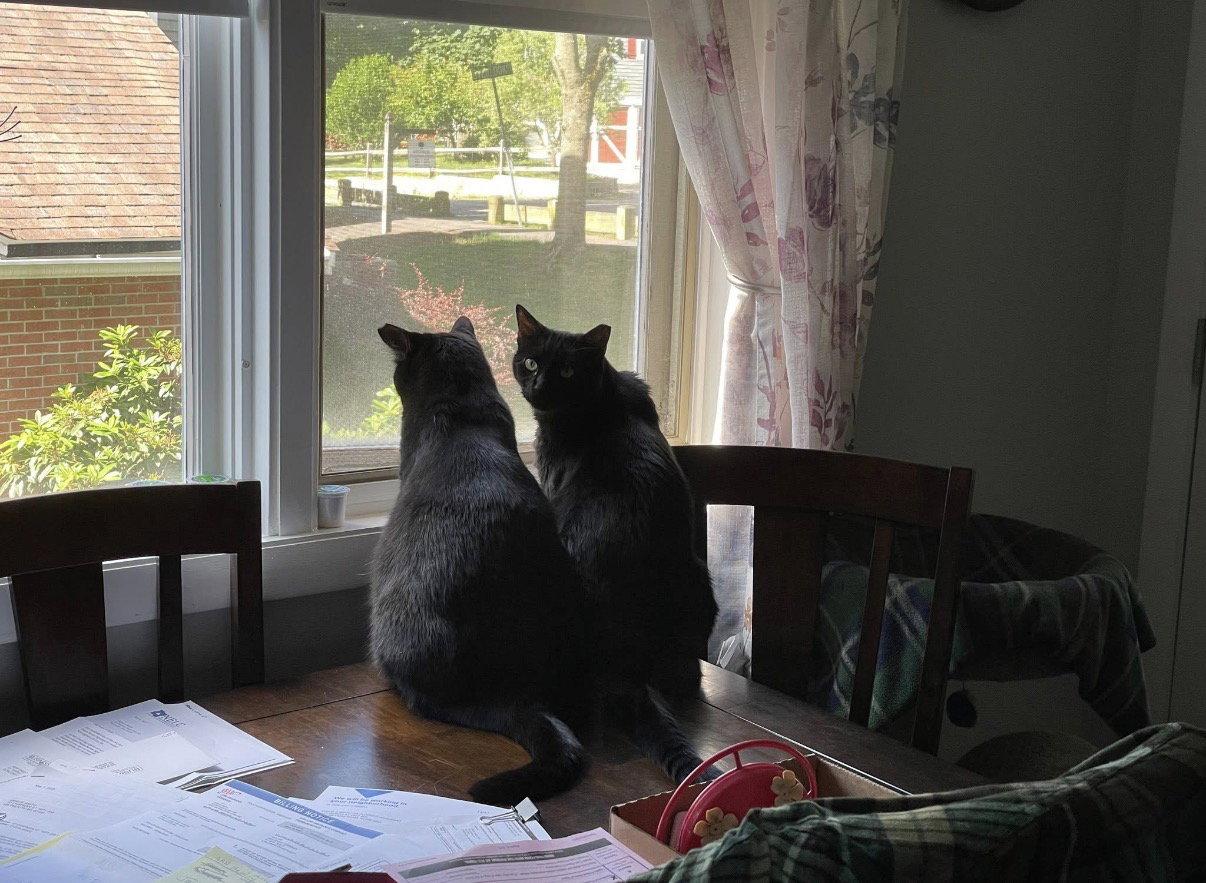 Enlarge Chazzy & Ollie, a Adoptable Domestic Short Hair in Somerville, MA image 3/3