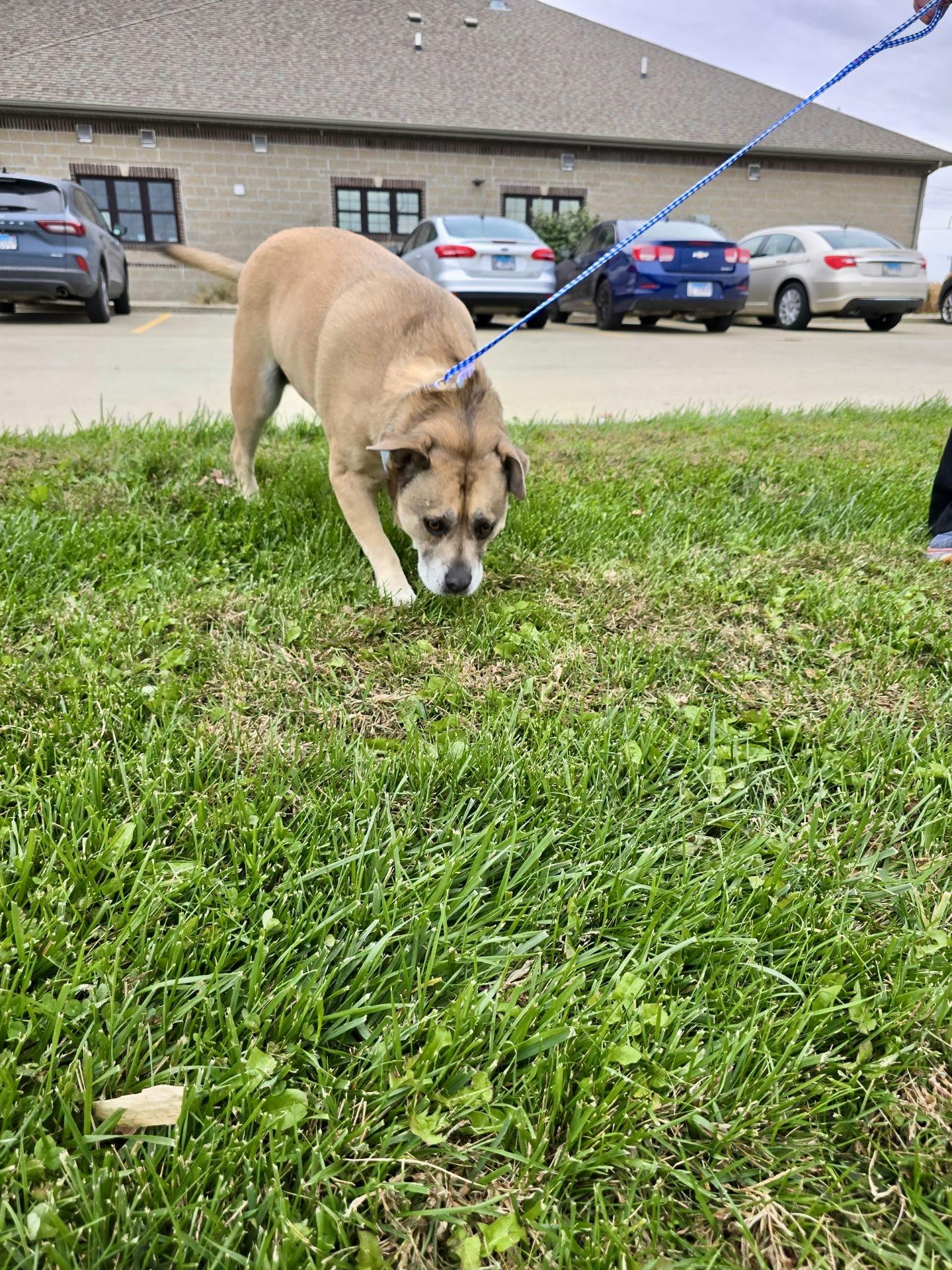 Enlarge Babsy (CP)  URGENT FOREVE HOME NEEDED, a Adopted mixed breed in Clinton, IL image 1/6