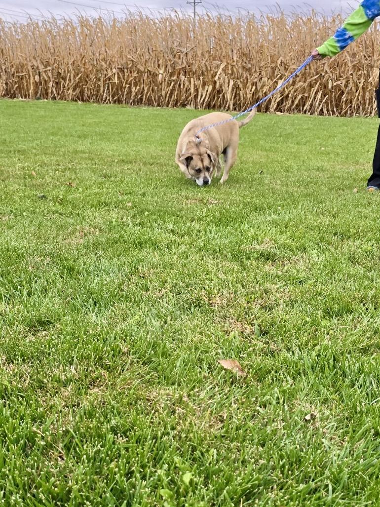 Enlarge Babsy (CP)  URGENT FOREVE HOME NEEDED, a Adopted mixed breed in Clinton, IL image 2/6