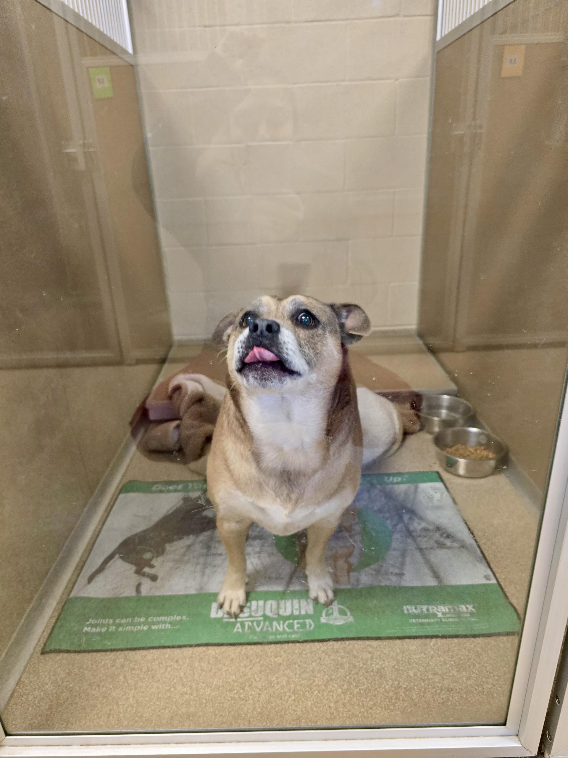 Enlarge Babsy (CP)  URGENT FOREVE HOME NEEDED, a Adopted mixed breed in Clinton, IL image 4/6