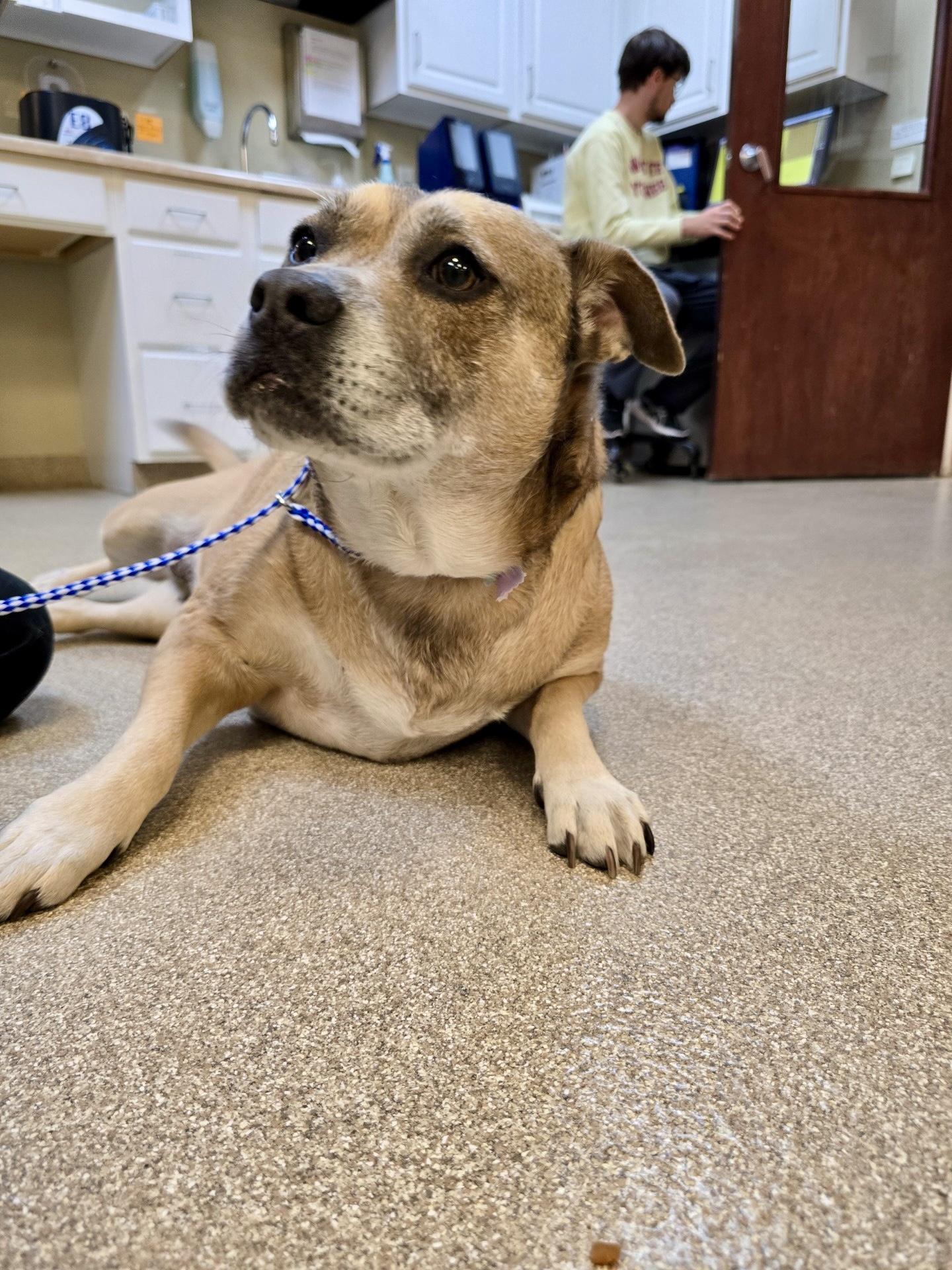 Enlarge Babsy (CP)  URGENT FOREVE HOME NEEDED, a Adopted mixed breed in Clinton, IL image 5/6