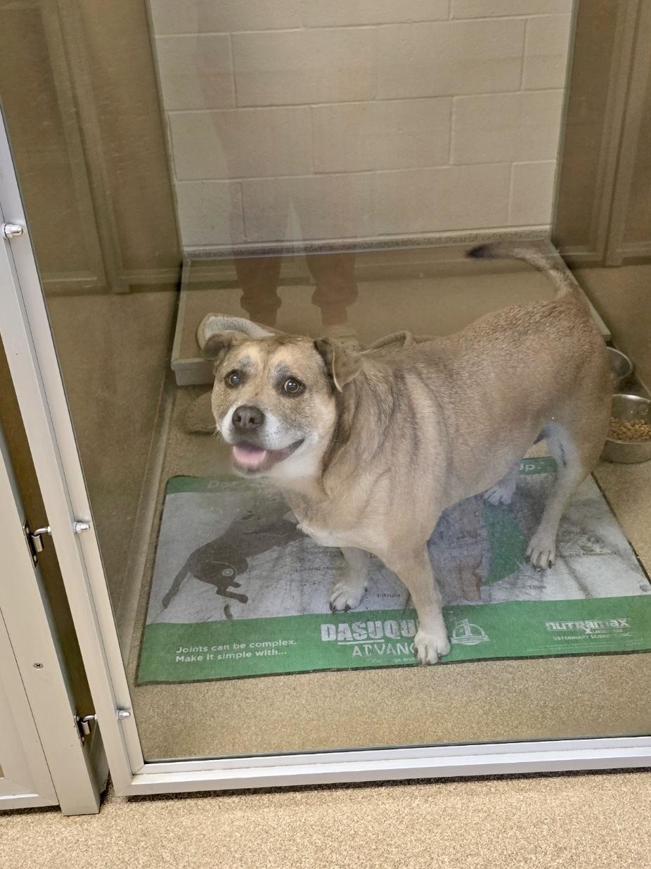 Enlarge Babsy (CP)  URGENT FOREVE HOME NEEDED, a Adopted mixed breed in Clinton, IL image 6/6