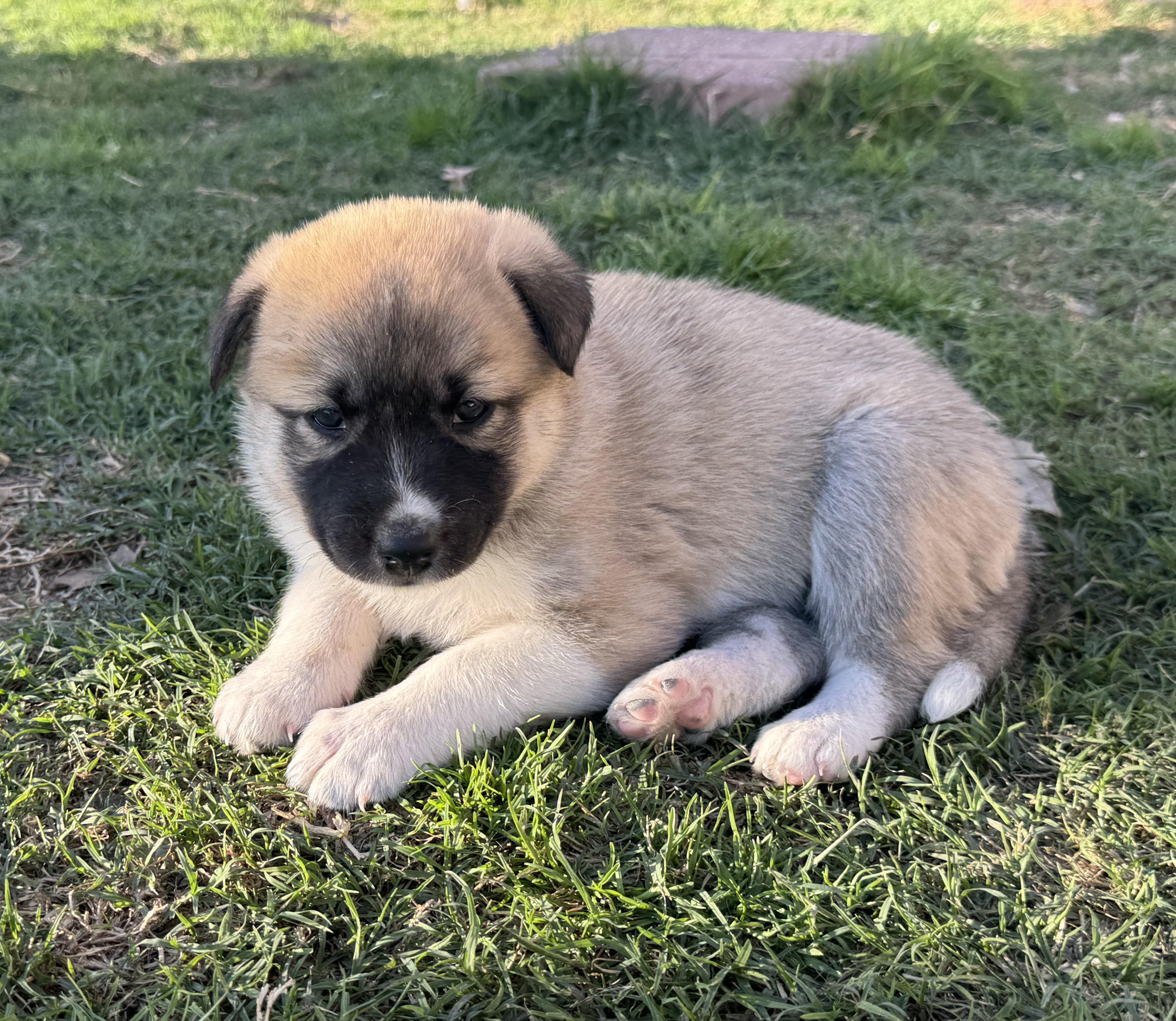 Lily (Litter of 9, Adorable, Cute Baby, Happy, Loving, Cuddles) — thumbnail 4