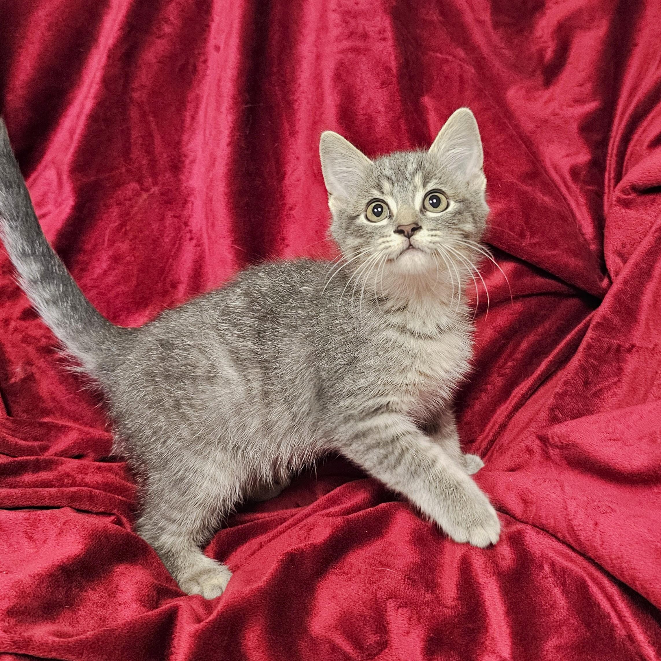 Enlarge Broseph, a Adoptable mixed breed in Searcy, AR image 2/4