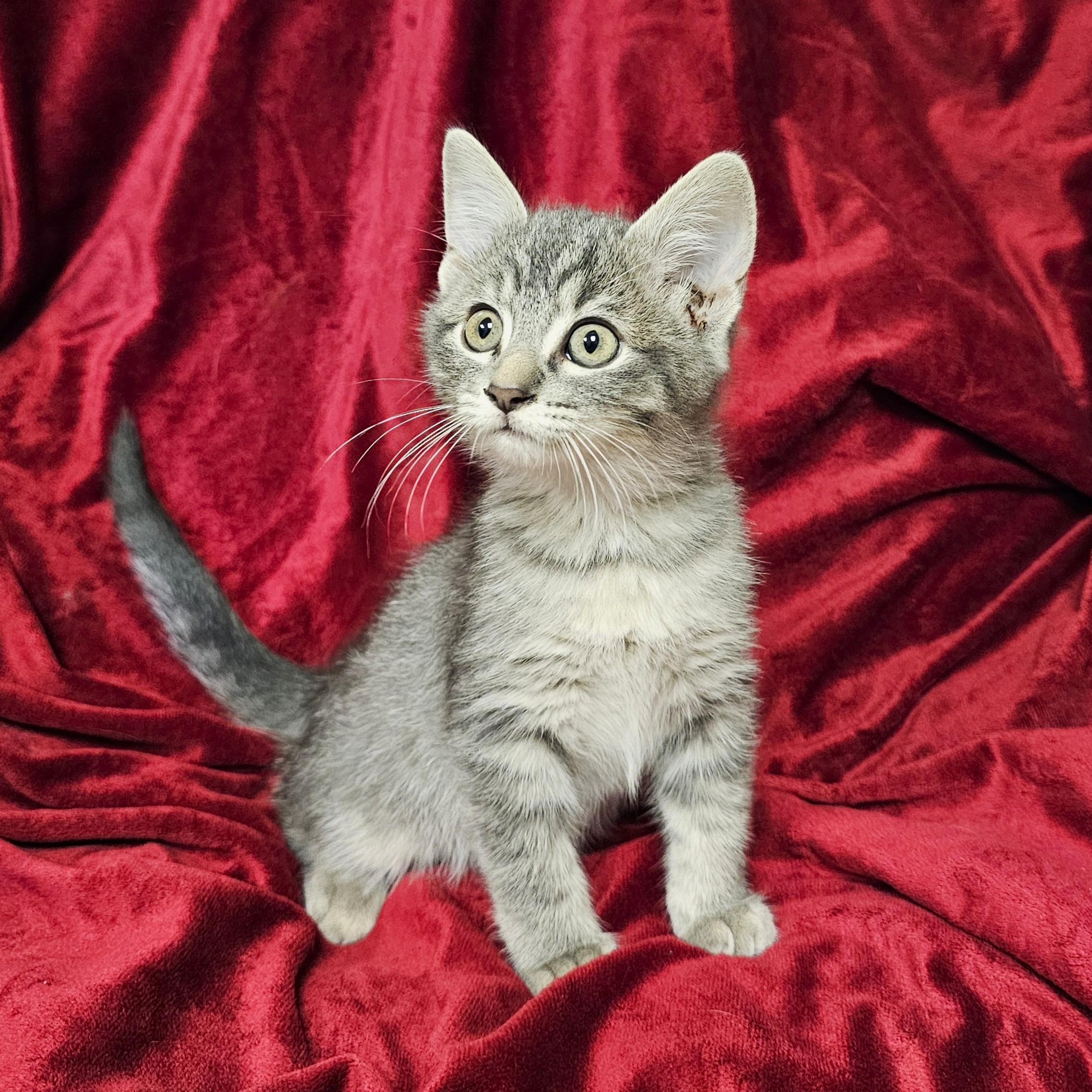 Enlarge Broseph, a Adoptable mixed breed in Searcy, AR image 1/4