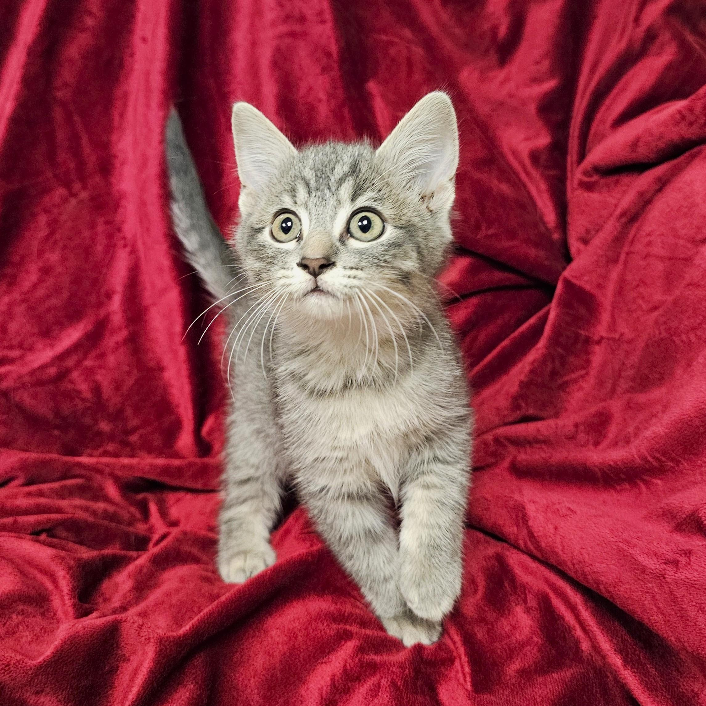 Enlarge Broseph, a Adoptable mixed breed in Searcy, AR image 3/4