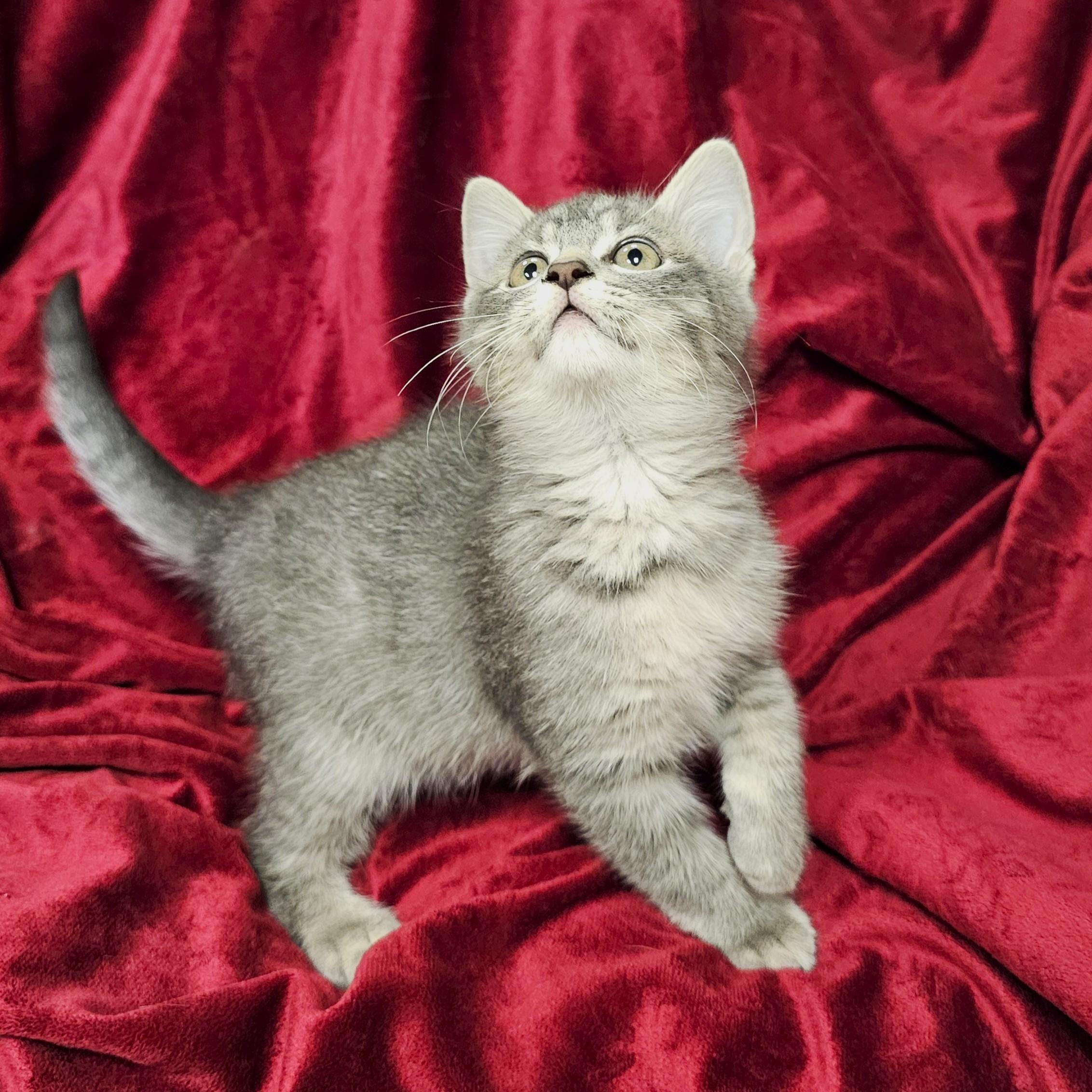 Enlarge Broseph, a Adoptable mixed breed in Searcy, AR image 4/4
