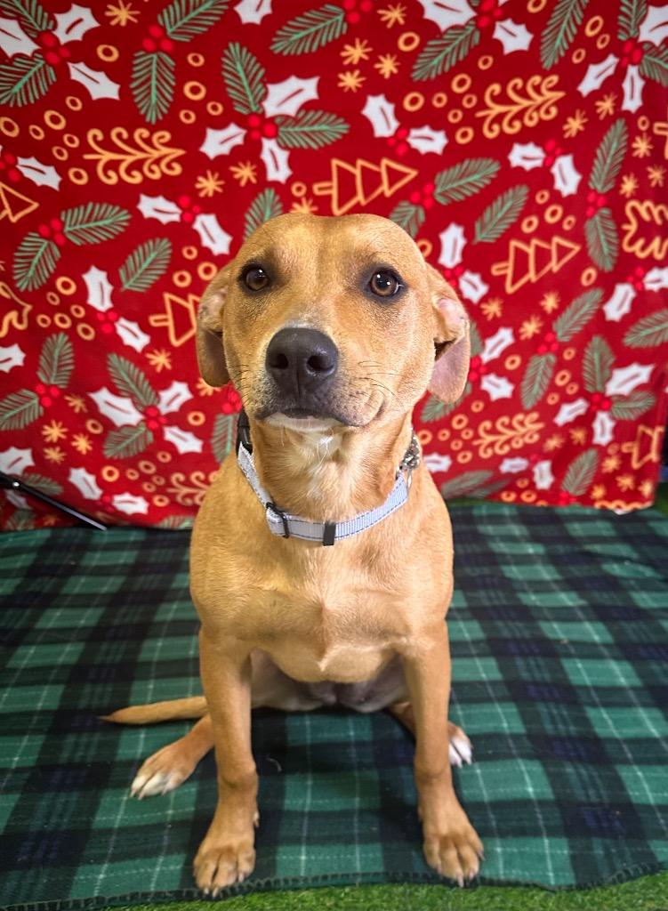 Butterscotch, Adoptable, Young Female Pit Bull Terrier.