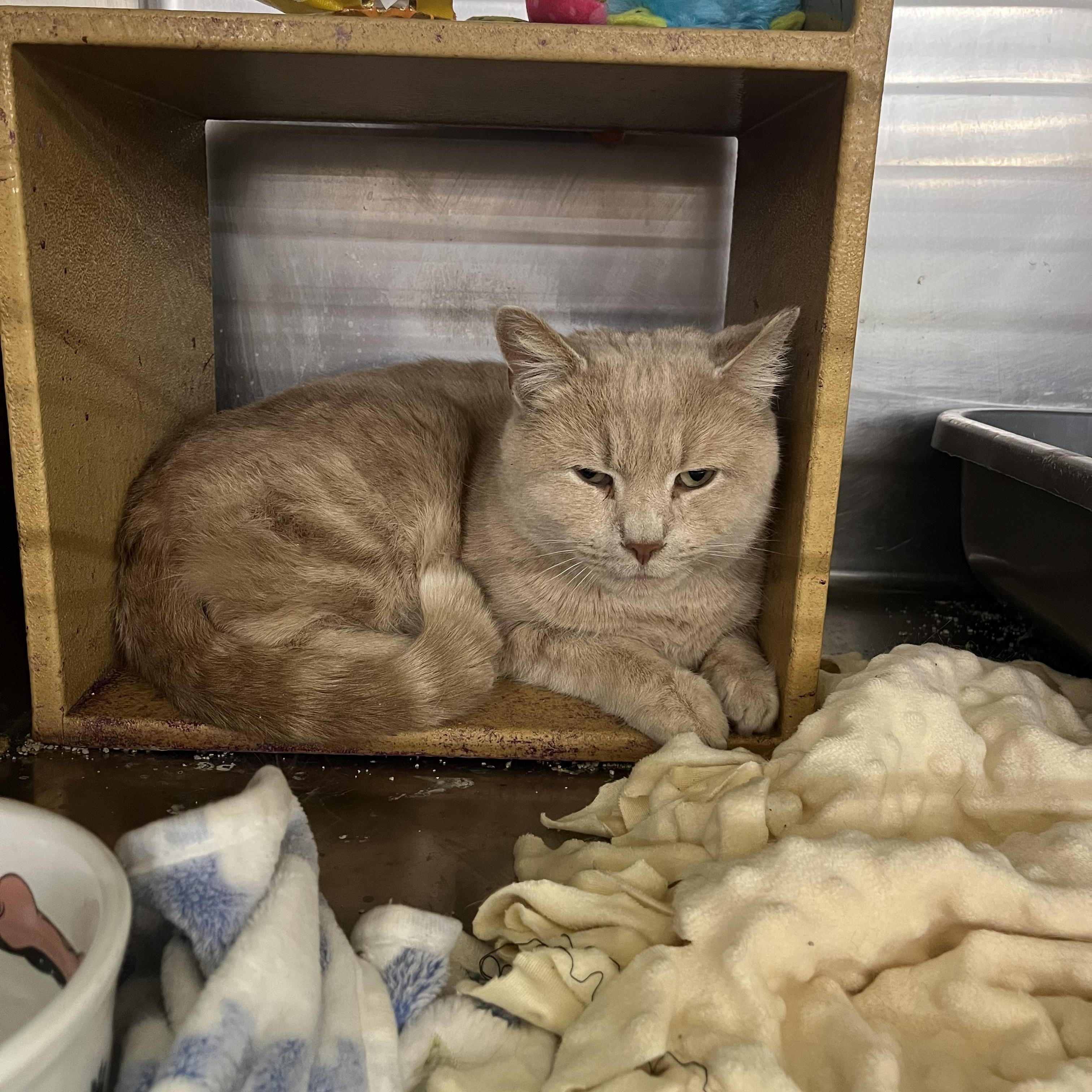 Enlarge Ernie, an adopted Domestic Short Hair in South Euclid, OH image 1/1