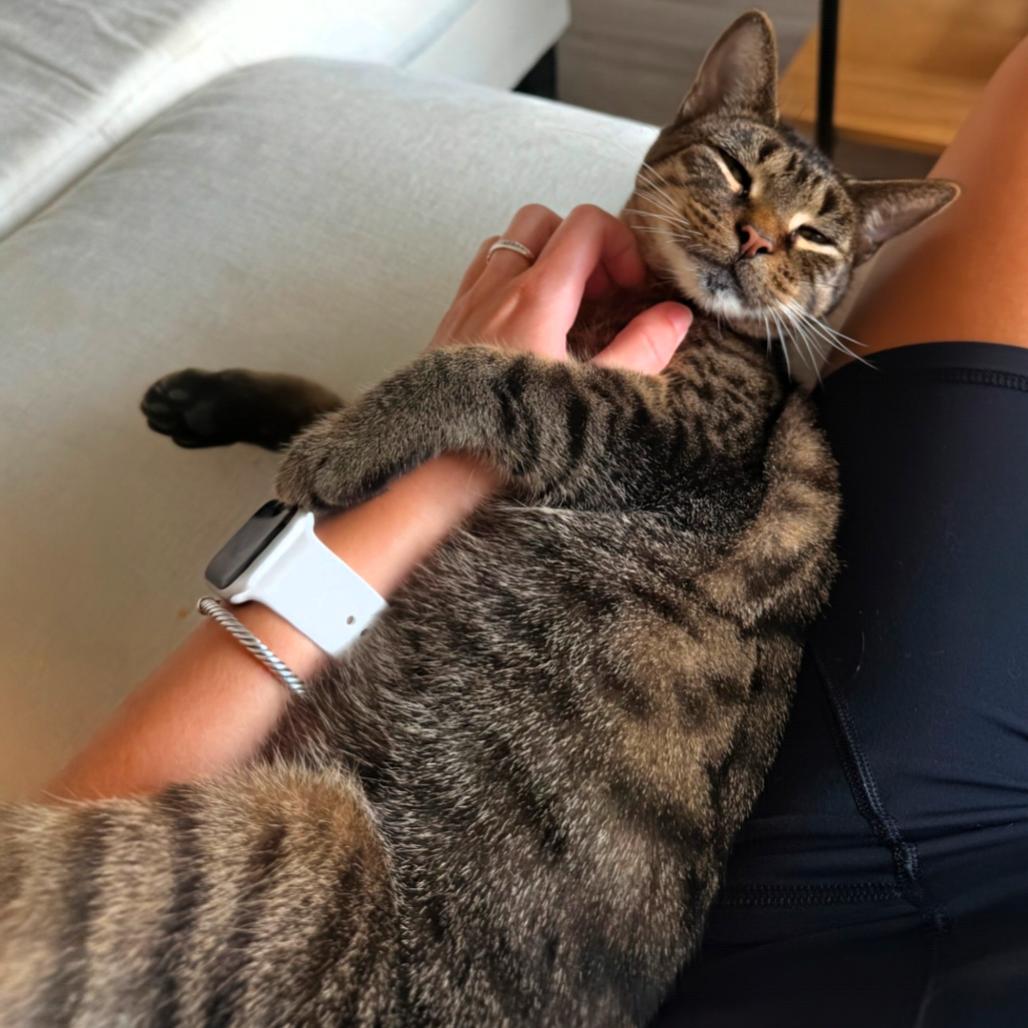 Cleopatra, Adoptable, Adult Female Domestic Short Hair.
