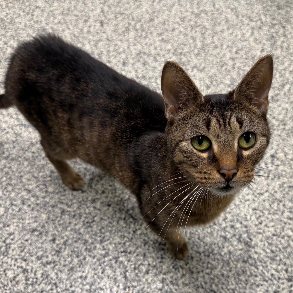 Enlarge Cleopatra, a Adoptable Domestic Short Hair in Traverse City, MI image 2/6