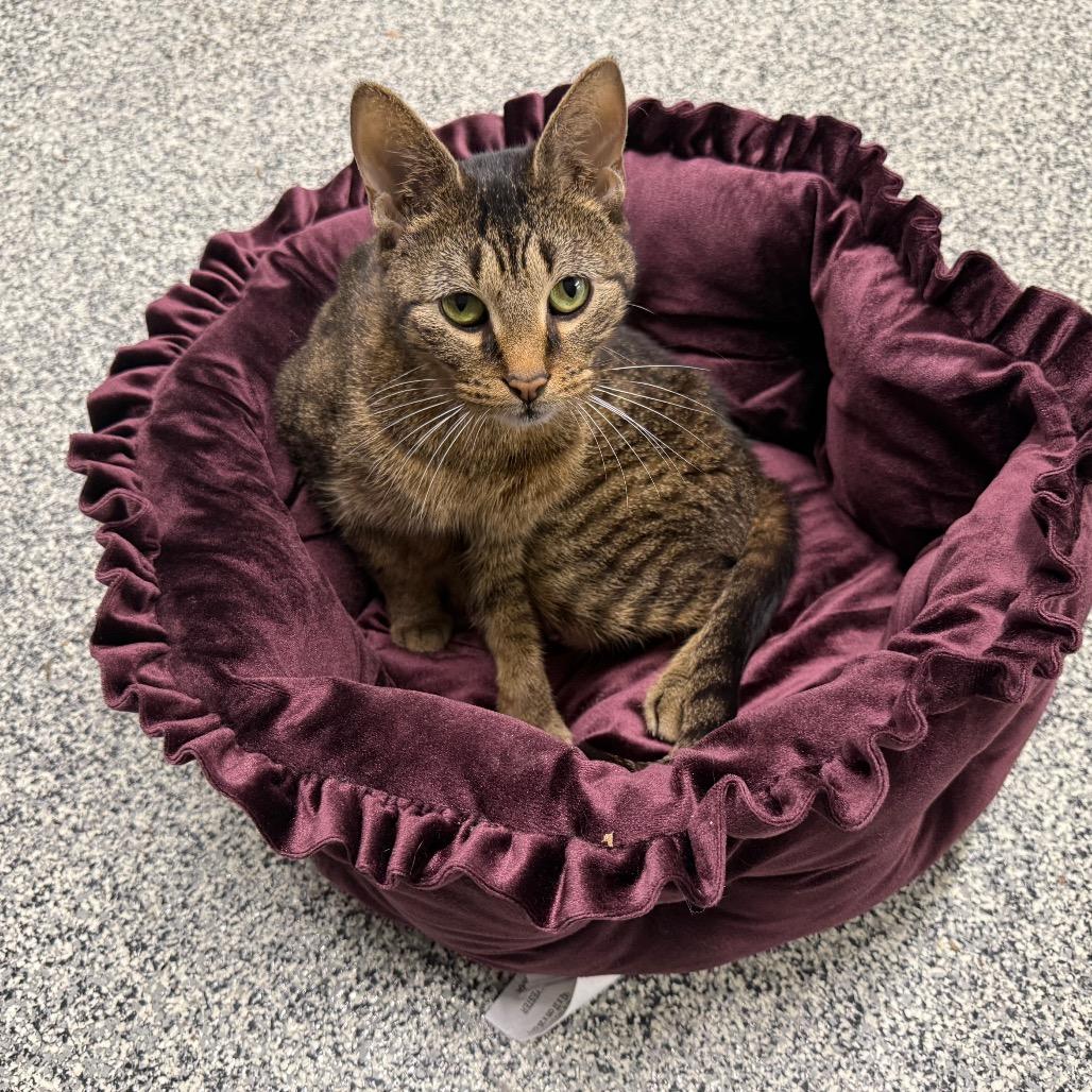Enlarge Cleopatra, a Adoptable Domestic Short Hair in Traverse City, MI image 3/6