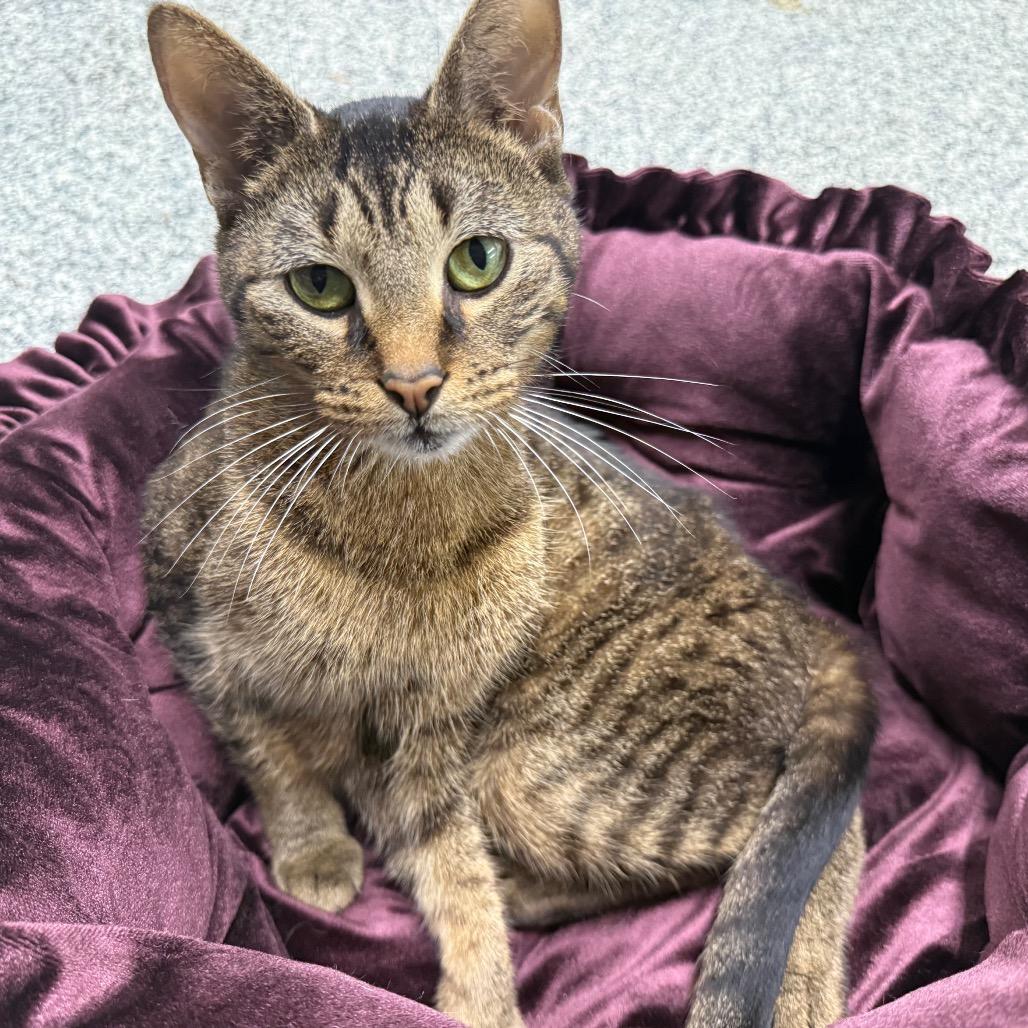 Enlarge Cleopatra, a Adoptable Domestic Short Hair in Traverse City, MI image 4/6