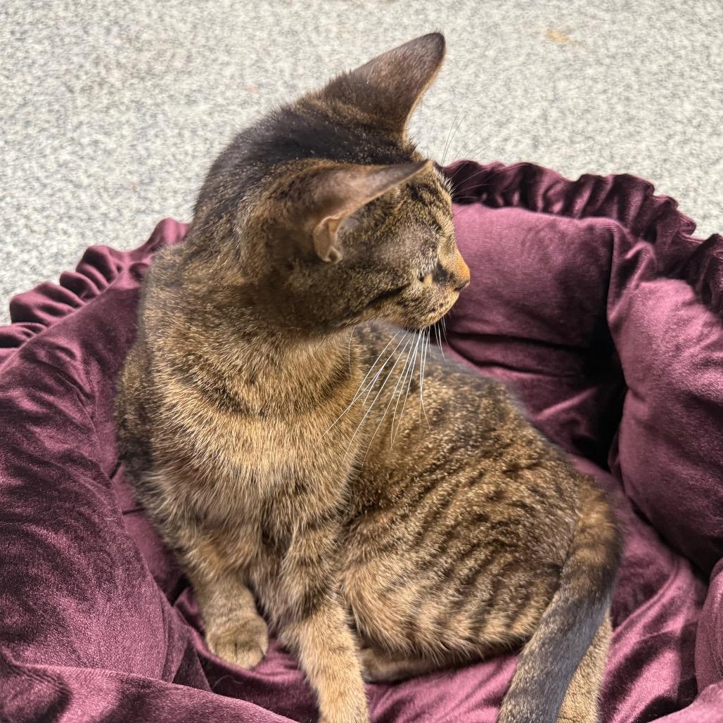 Enlarge Cleopatra, a Adoptable Domestic Short Hair in Traverse City, MI image 5/6