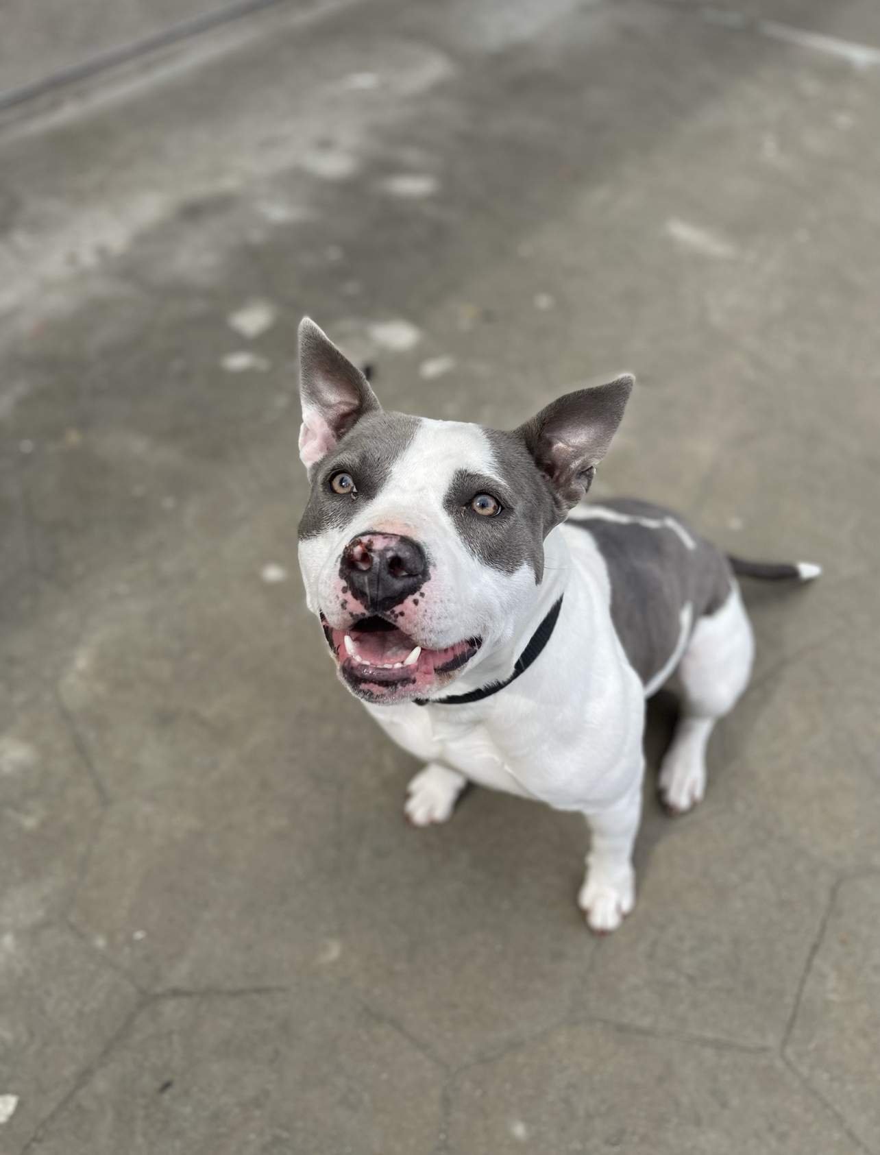 Winter, Adoptable, Adult Female Staffordshire Bull Terrier.